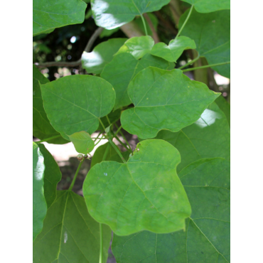 CATALPA bignonioides (Catalpa commun)