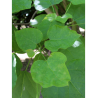 CATALPA bignonioides (Catalpa commun)