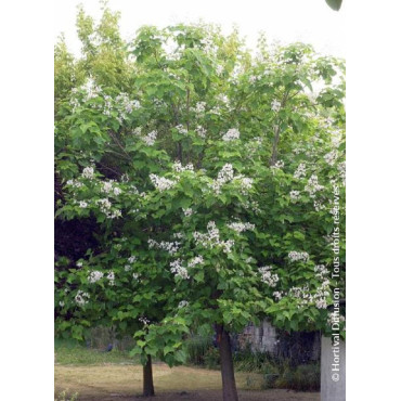 CATALPA bignonioides (Catalpa commun)