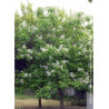 CATALPA bignonioides (Catalpa commun)