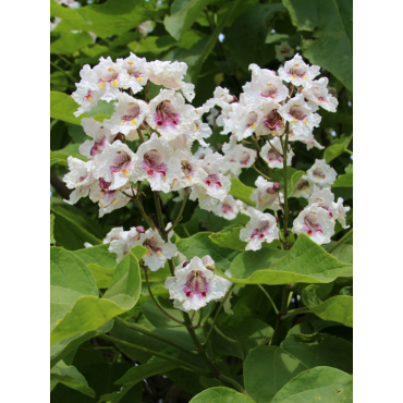 CATALPA bignonioides (Catalpa commun)