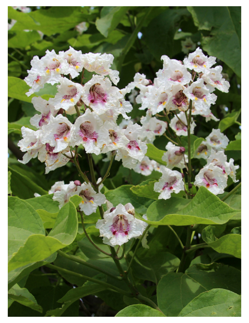 CATALPA bignonioides (Catalpa commun)