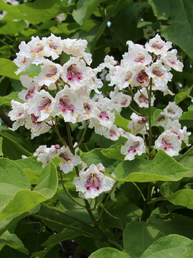 CATALPA bignonioides