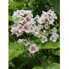 CATALPA bignonioides (Catalpa commun)