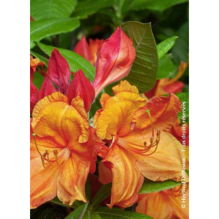 AZALEA mollis GLOWING EMBERS (Azalée à feuilles caduques)