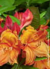 azalee-caduque-glowing-embers-azalea-mollis-glowing-embers-2.jpg