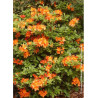 AZALEA mollis GLOWING EMBERS (Azalée à feuilles caduques)