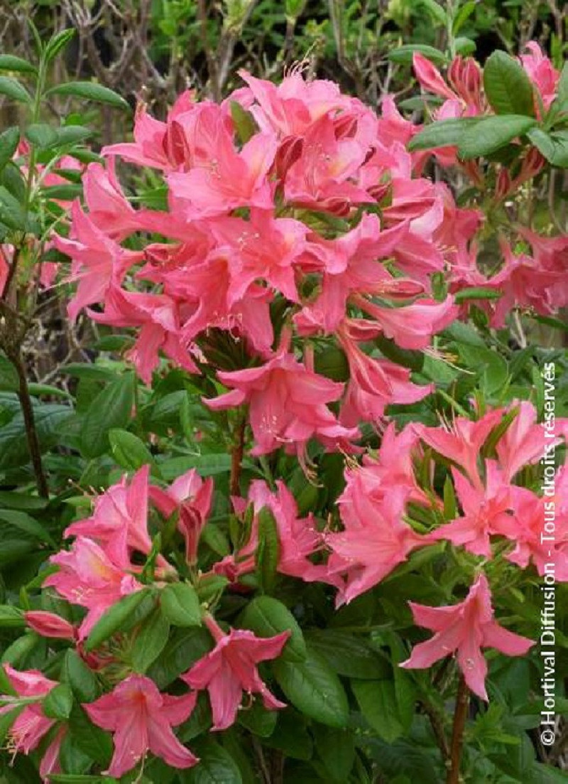 Azalée Rose Ruffels Azalea mollis Jolie Madame – Azalée à feuilles caduques rose parfumée ...
