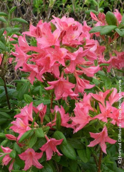 AZALEA mollis JOLIE MADAME