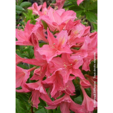 AZALEA mollis JOLIE MADAME (Azalée à feuilles caduques)