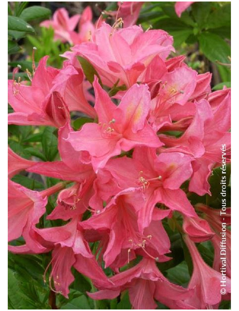 AZALEA mollis JOLIE MADAME (Azalée à feuilles caduques)