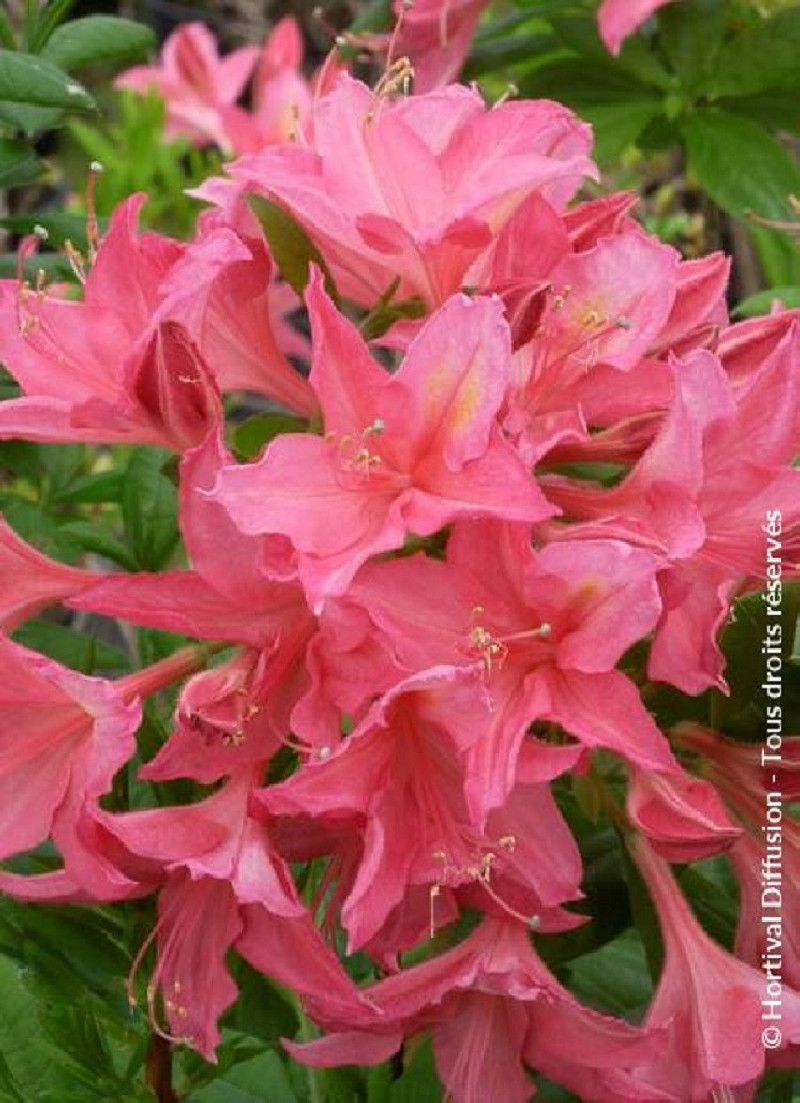 azalee-caduque-jolie-madame-azalea-mollis-jolie-madame.jpg
