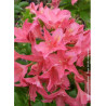 AZALEA mollis JOLIE MADAME (Azalée à feuilles caduques)