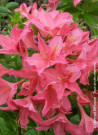 azalee-caduque-jolie-madame-azalea-mollis-jolie-madame.jpg