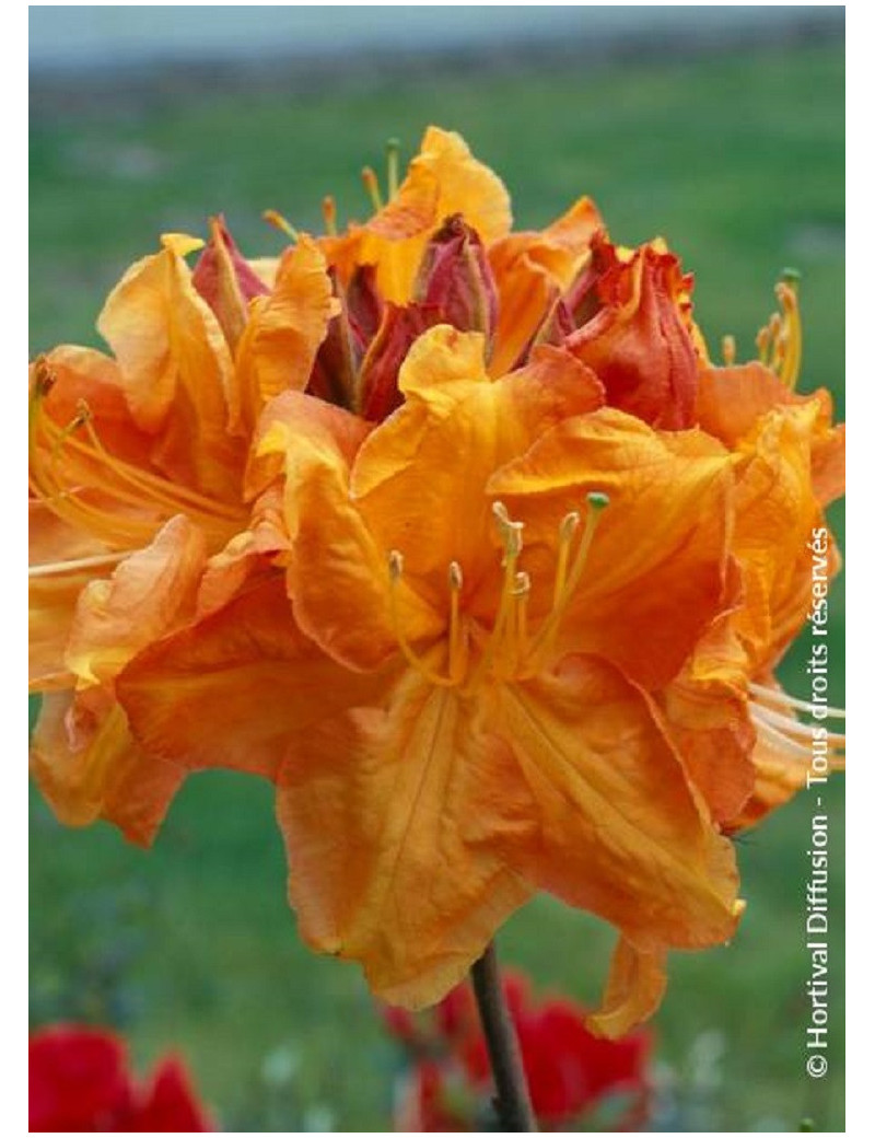 AZALEA mollis KLONDYKE (Azalée à feuilles caduques)