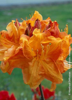 AZALEA mollis KLONDYKE