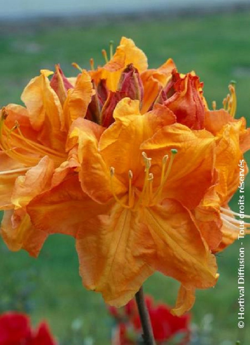 AZALEA mollis KLONDYKE