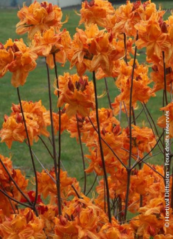 azalee-caduque-klondyke-azalea-mollis-klondyke-1.jpg