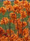 azalee-caduque-klondyke-azalea-mollis-klondyke-1.jpg