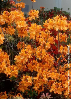 azalee-caduque-klondyke-azalea-mollis-klondyke-2.jpg
