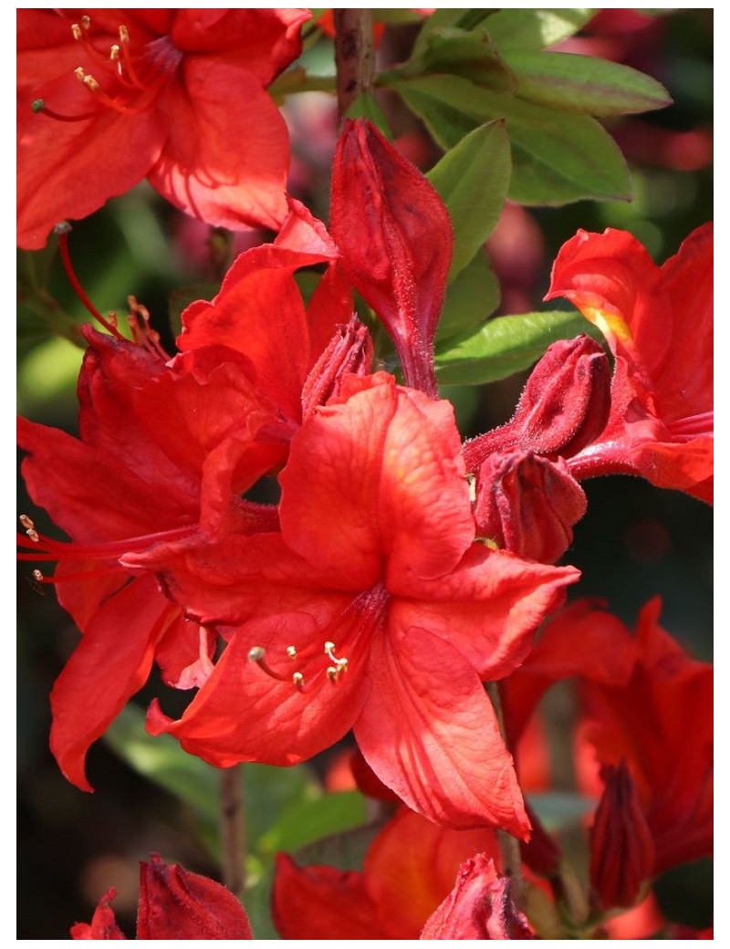 AZALEA mollis NABUCCO (Azalée à feuilles caduques)