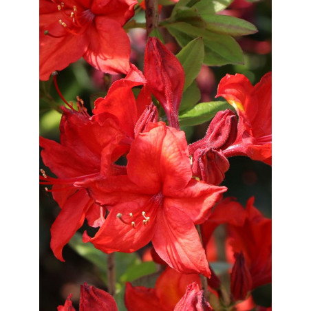 AZALEA mollis NABUCCO (Azalée à feuilles caduques)