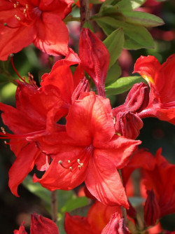 AZALEA mollis NABUCCO