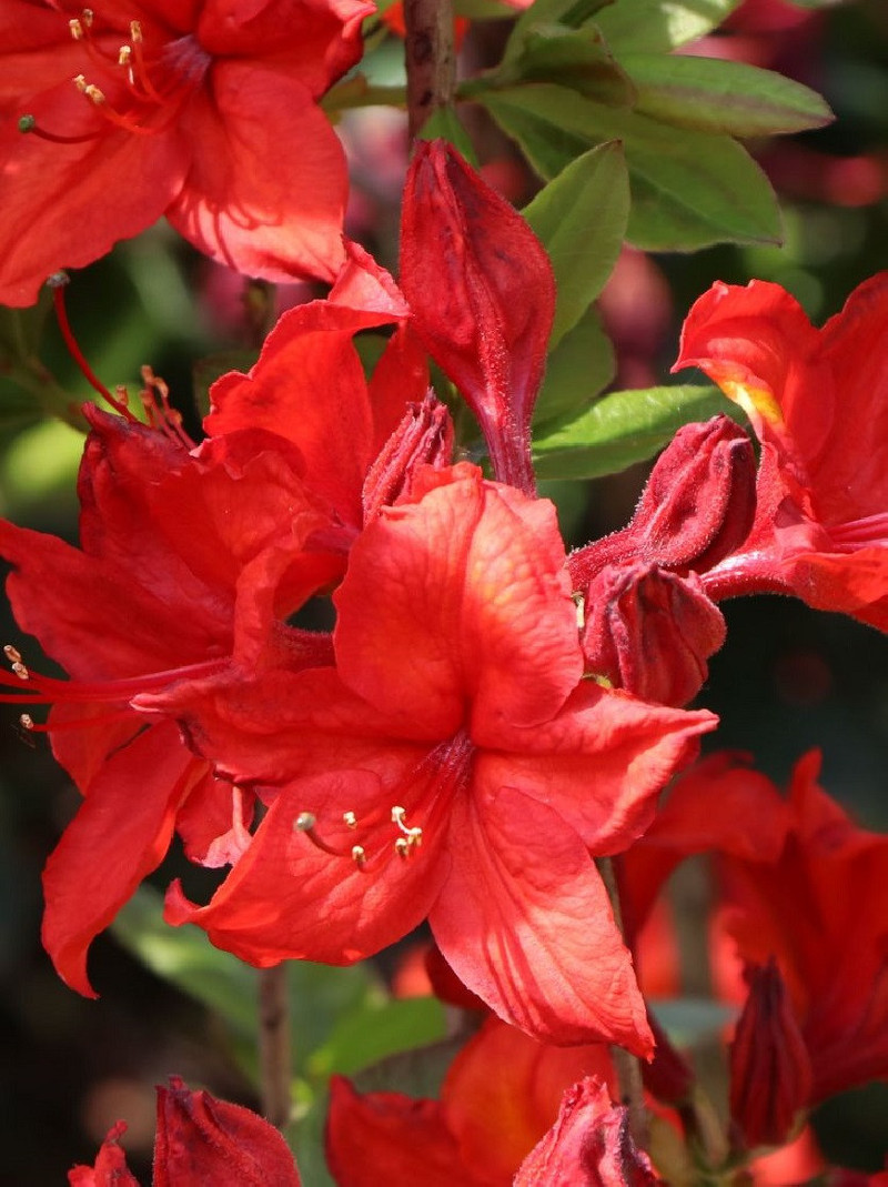 AZALEA mollis NABUCCO