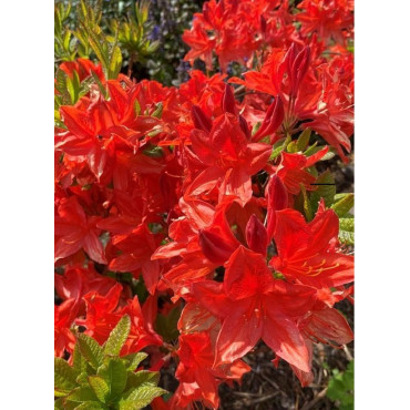 AZALEA mollis NABUCCO (Azalée à feuilles caduques)