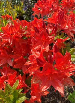 azalee-caduque-nabucco-azalea-mollis-nabucco-1.jpg