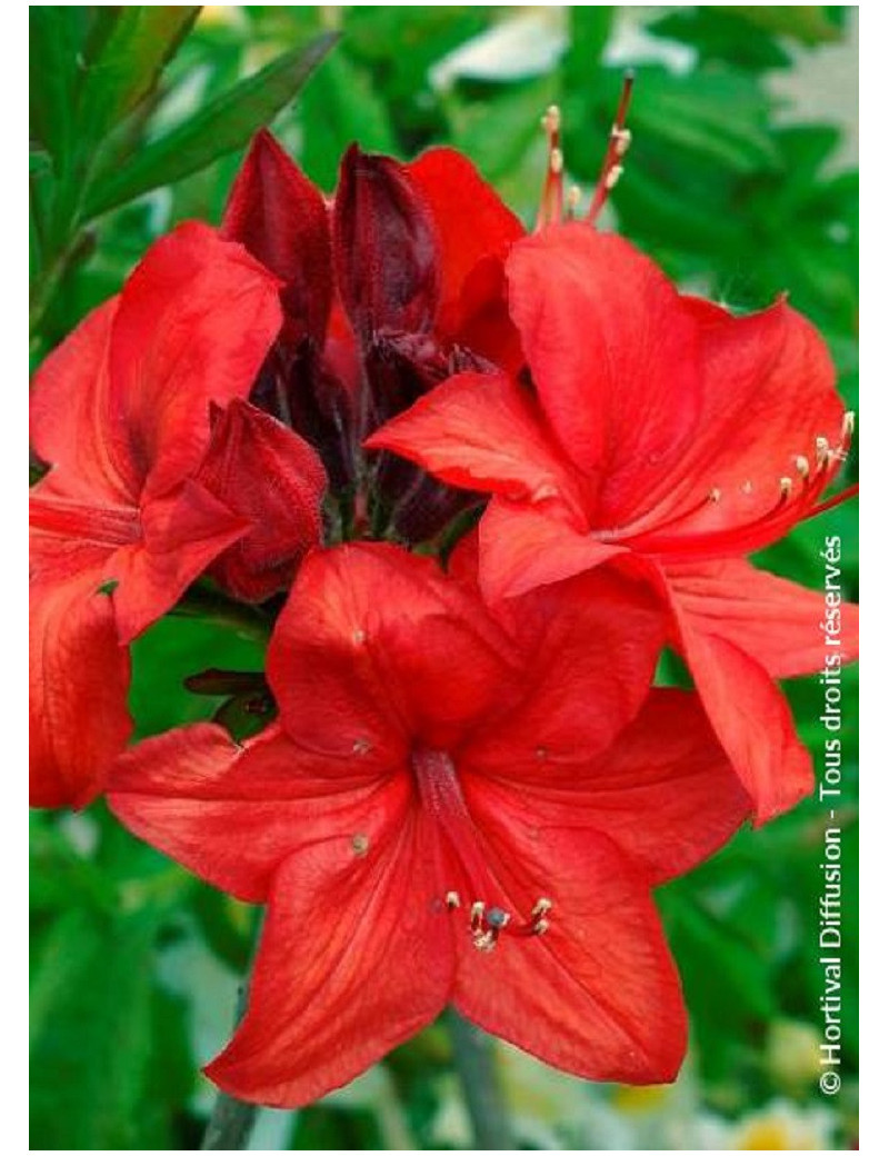 AZALEA mollis PARKFEUER (Azalée à feuilles caduques)