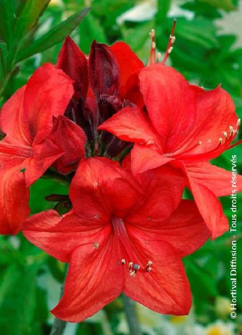 azalee-caduque-parkfeuer-azalea-mollis-parkfeuer.jpg