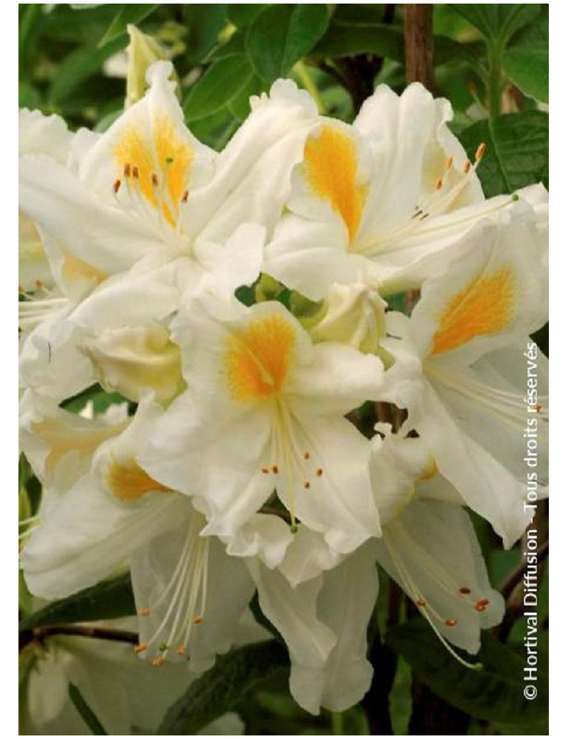 AZALEA mollis PERSIL (Azalée à feuilles caduques)