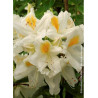 AZALEA mollis PERSIL