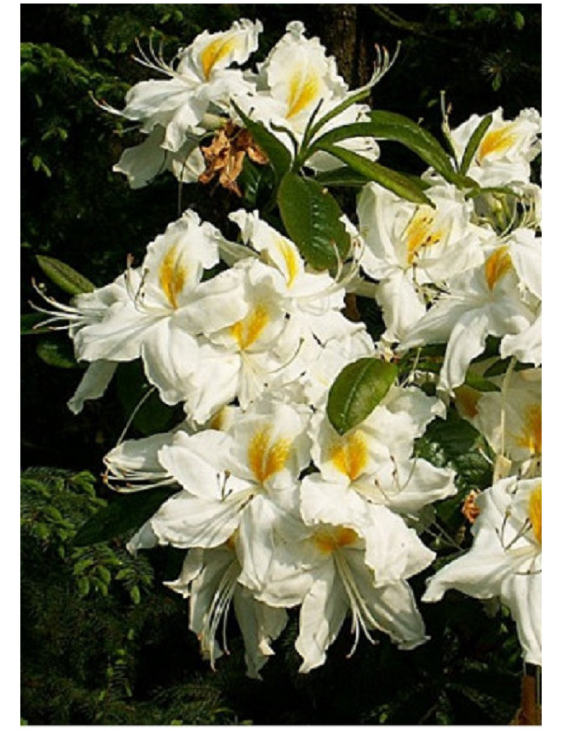 AZALEA mollis SCHNEEGOLD (Azalée à feuilles caduques)