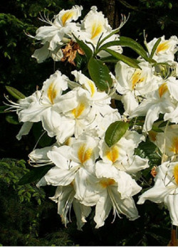 azalee-caduque-schneegold-azalea-mollis-schneegold.jpg