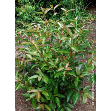 VIBURNUM LE BOIS MARQUIS cov (Viorne)