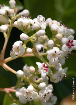 VIBURNUM LE BOIS MARQUIS