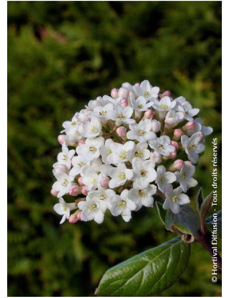 VIBURNUM burkwoodii (Viorne)