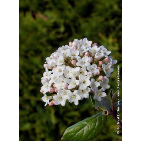 VIBURNUM burkwoodii (Viorne)