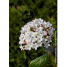 VIBURNUM burkwoodii (Viorne)