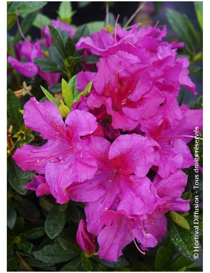 AZALEA repetita VIOLET AZALEA repetita VIOLET
