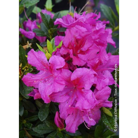 AZALEA repetita VIOLET® (Azalée)