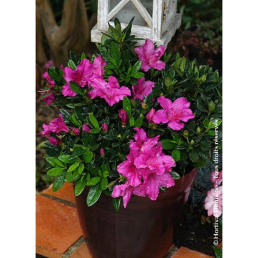 AZALEA repetita VIOLET® (Azalée)