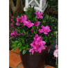 AZALEA repetita VIOLET