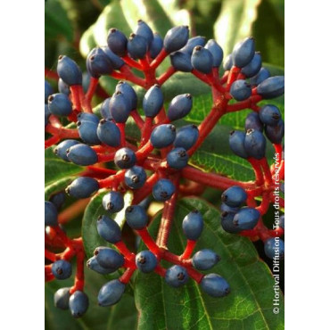 VIBURNUM davidii (Viorne de David)