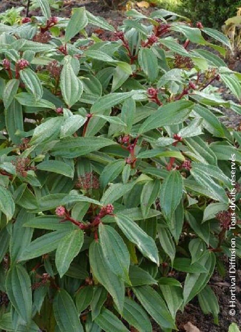Viburnum Davidii Achat – Viburnum Davidii Caractéristiques – NMICA