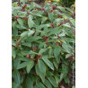 VIBURNUM davidii (Viorne de David)