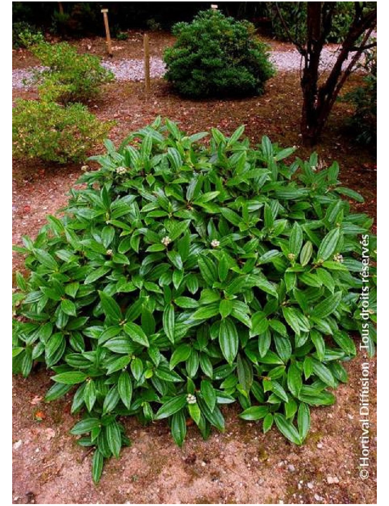 VIBURNUM davidii (Viorne de David)