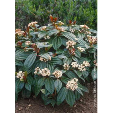 VIBURNUM davidii (Viorne de David)